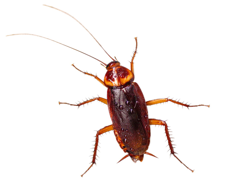 Cucaracha